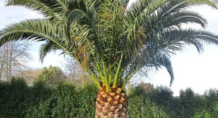 Jual-Palem-Kenari-Phoenix-Canari