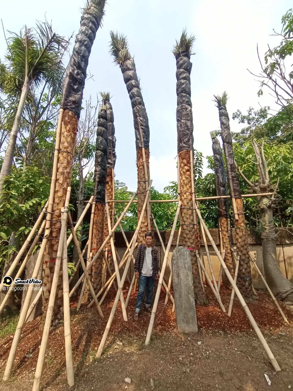 jual pohon palem kenari 081292127731