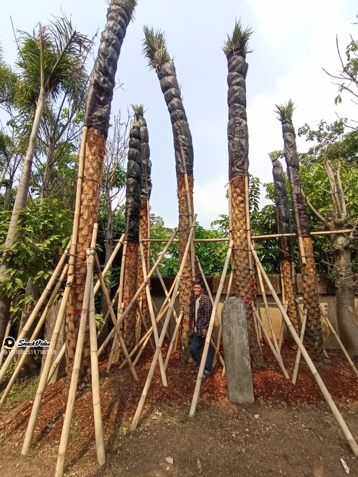 jual pohon palem kenari 081292127731