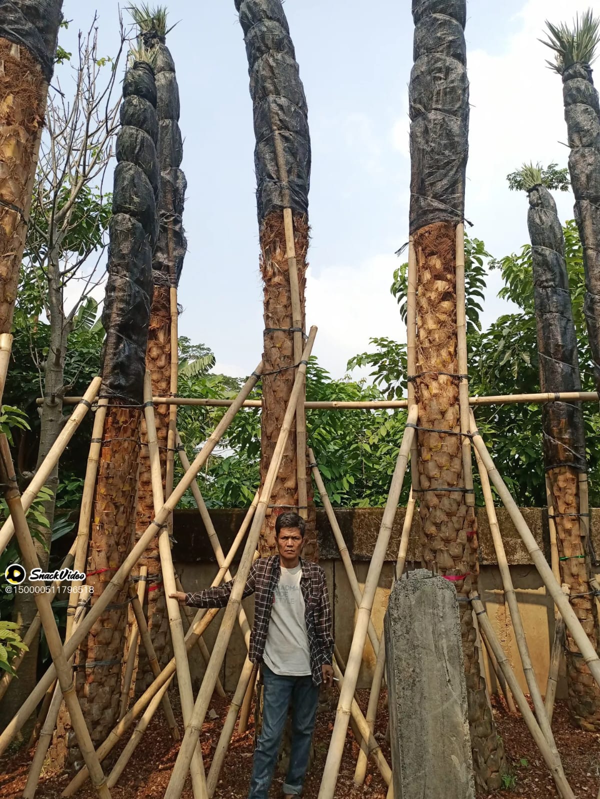 jual pohon palem kenari 081292127731