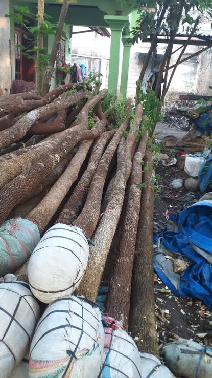 Jual pohon trembesi 081292127731