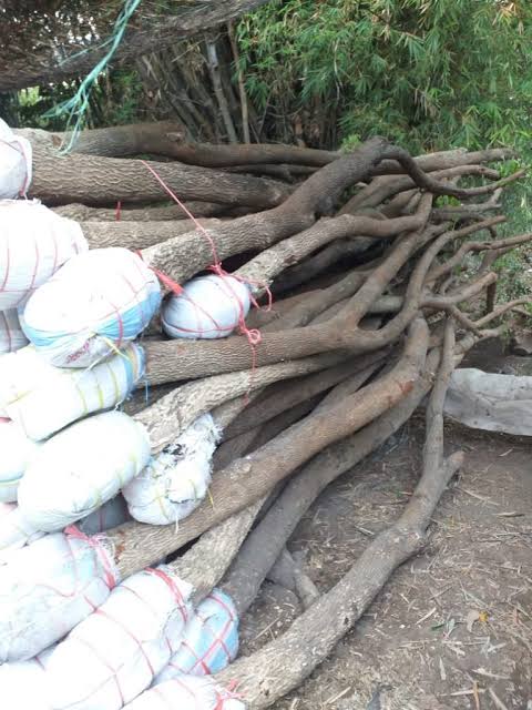 Jual pohon trembesi 081292127731