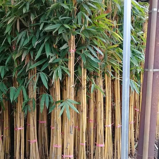 WhatsApp Image 2025-04-23 at 15.27.30 Jual pohon bambu kuning 081292127731
