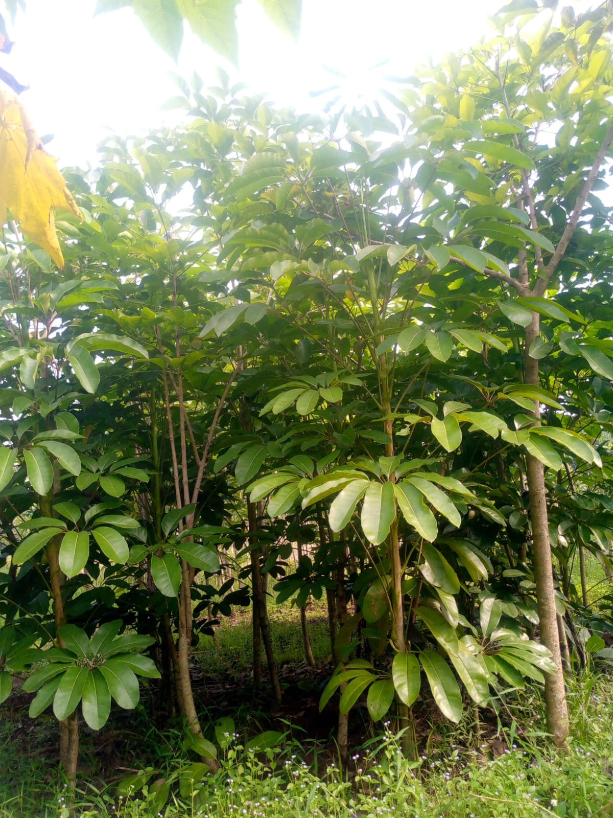 Jual pohon Walisongo daun lebar 081292127731