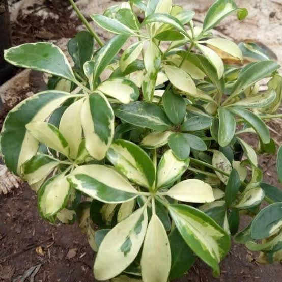 Jual pohon walisongo varigata 081292127731