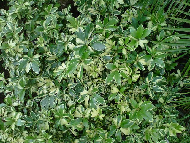 Jual pohon walisongo varigata 081292127731