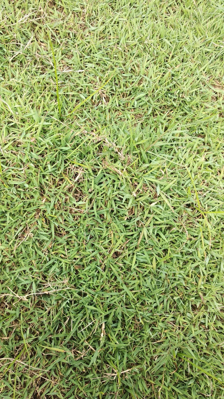Jual Rumput embun 081292127731