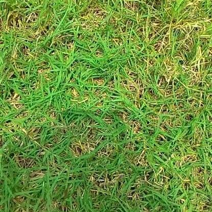 Jual Rumput embun 081292127731