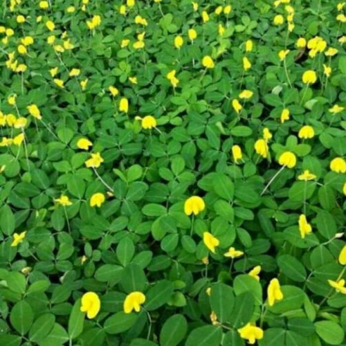 Jual tanaman landep/kacang kacangan 081292127731