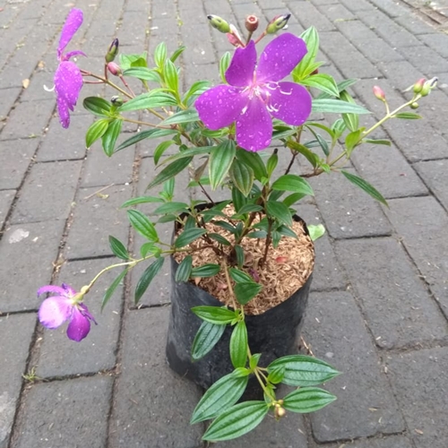 Jual pohon Tibouchina 081292127731