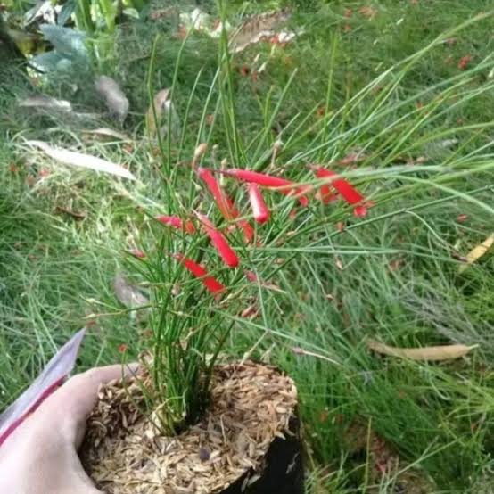 Jual pohon Kembang petasan 081292127731