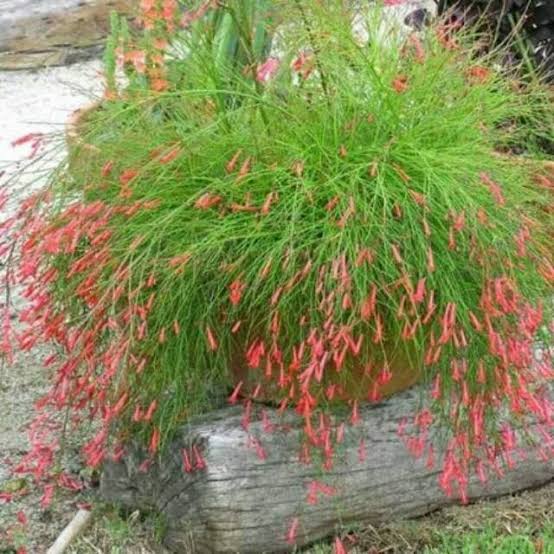 Jual pohon Kembang petasan 081292127731