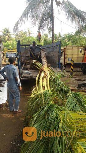 WhatsApp Image 2025-04-24 at 11.33.24 (1) Jual pohon Kelapa sayur 081292127731