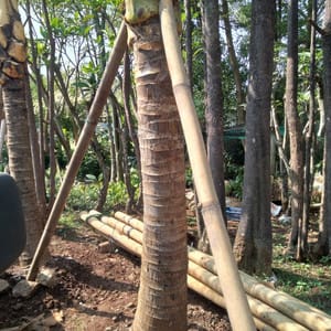 WhatsApp Image 2025-04-24 at 11.33.24 Jual pohon Kelapa sayur 081292127731