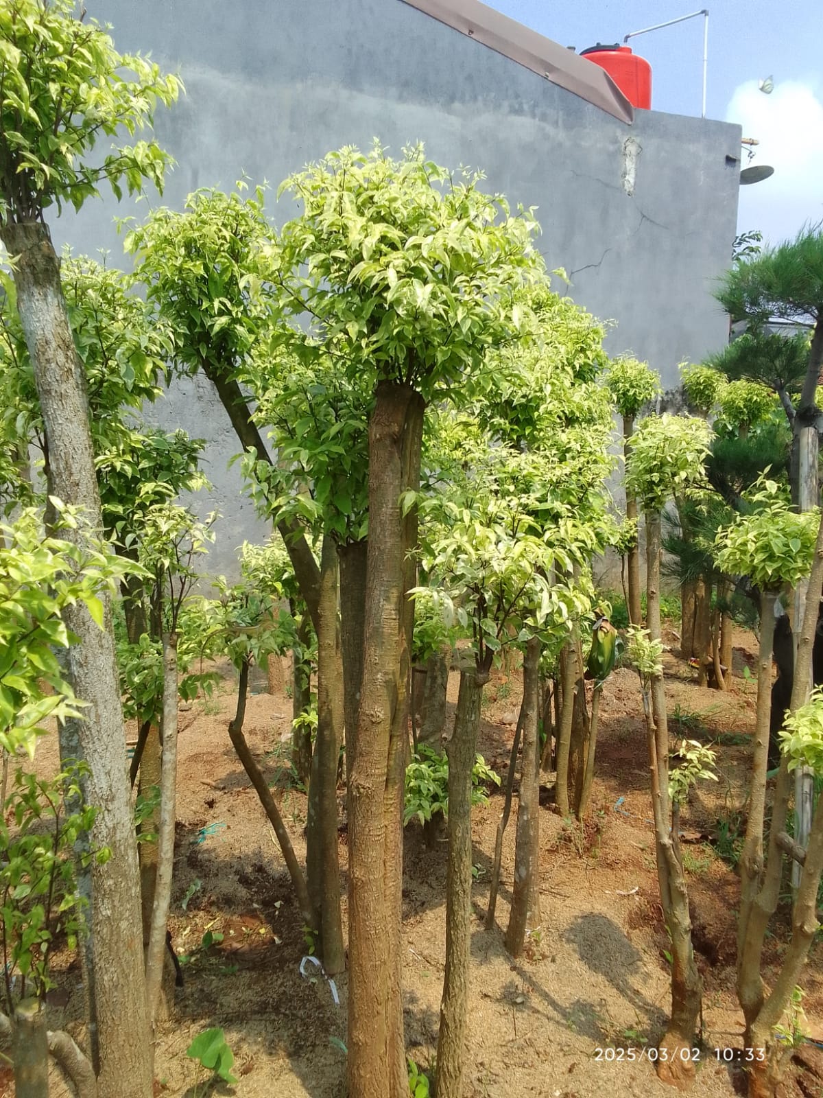 Jual pohon Yasmin 081292127731