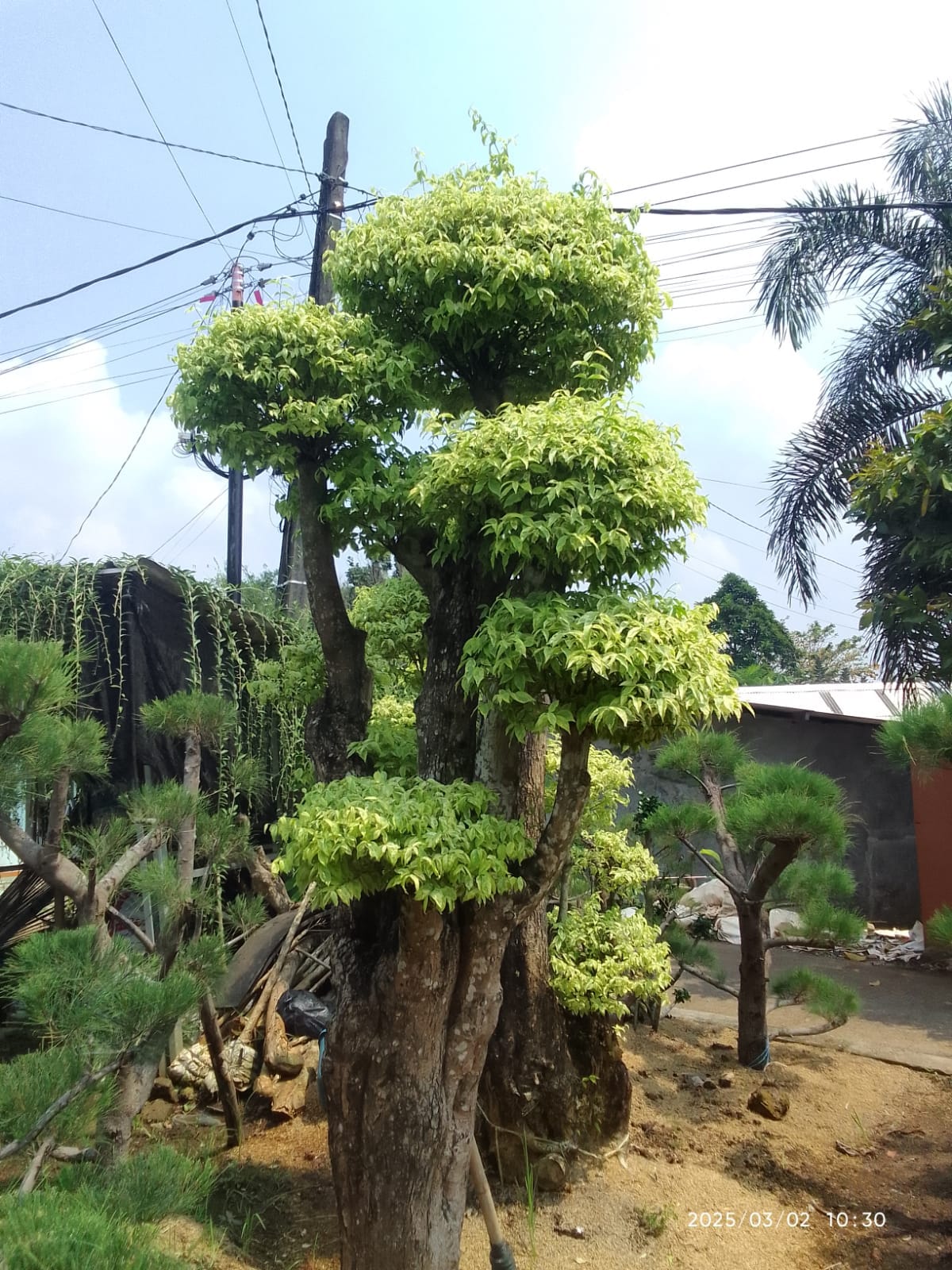 Jual pohon Yasmin 081292127731