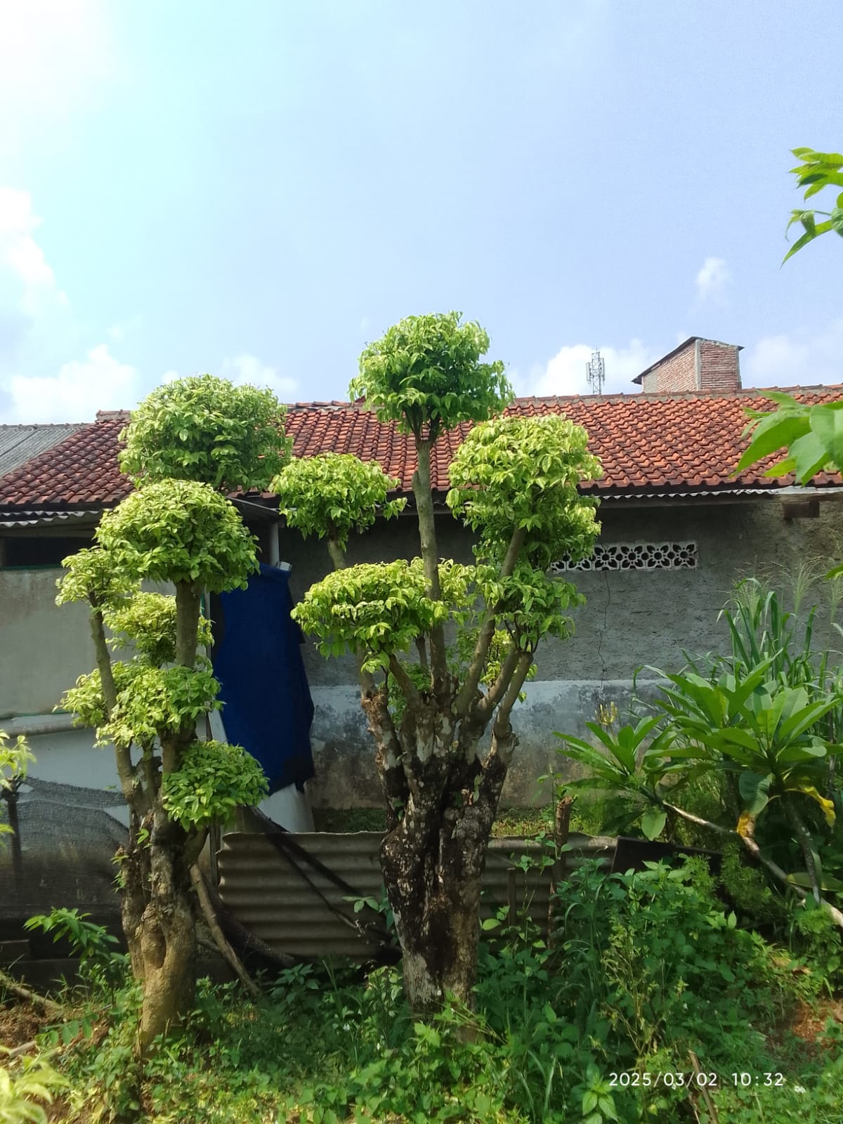 Jual pohon Yasmin 081292127731