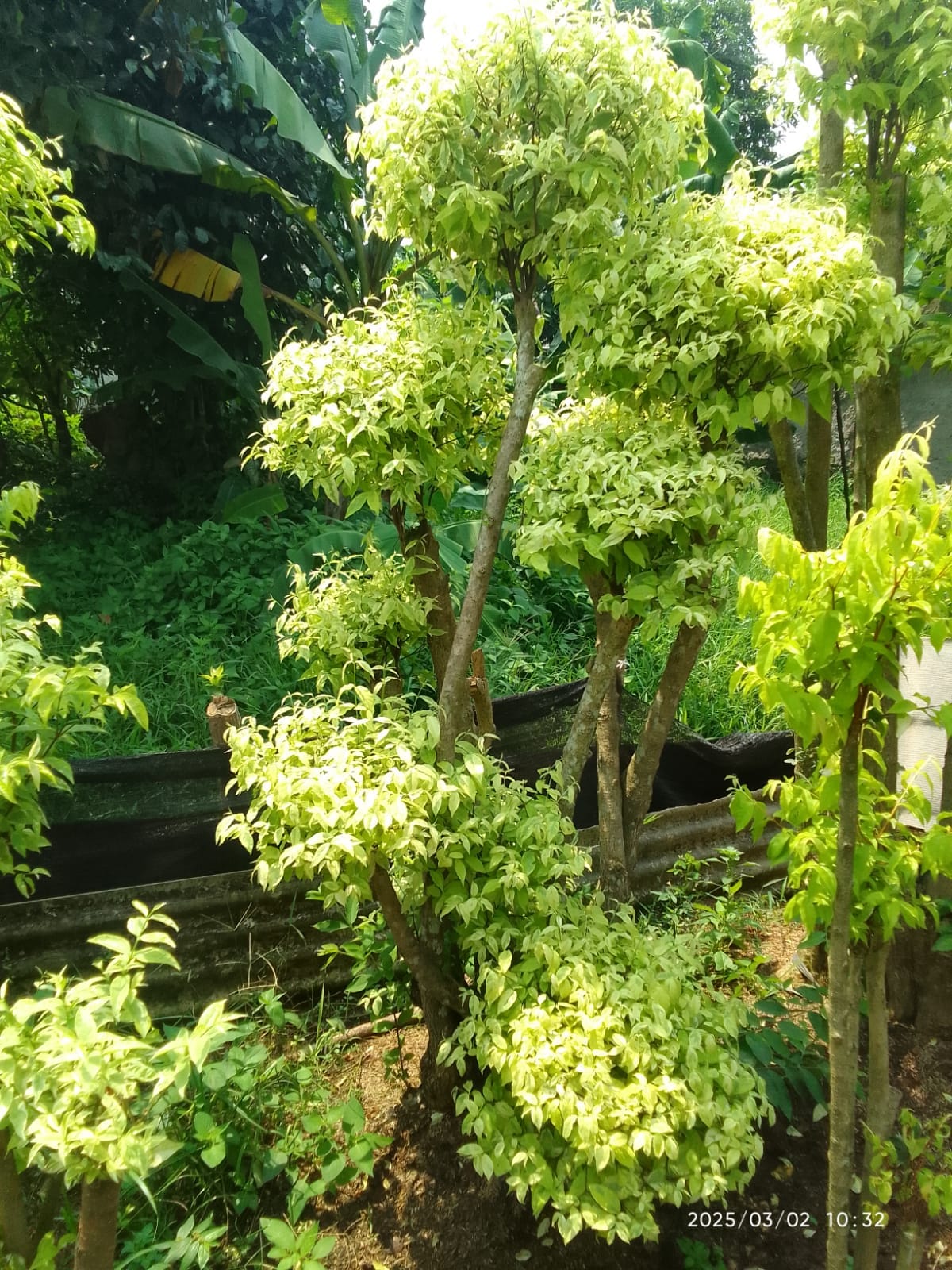 Jual pohon Yasmin 081292127731