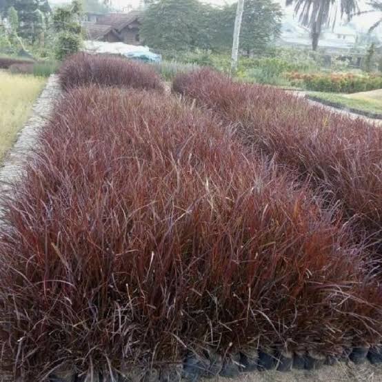 Jual pohon Tricollor 081292127731