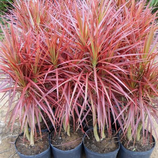 Jual pohon Tricollor 081292127731