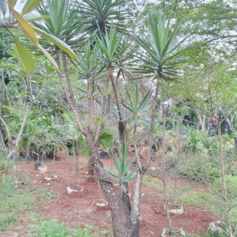 Jual pohon Yucca 081292127731
