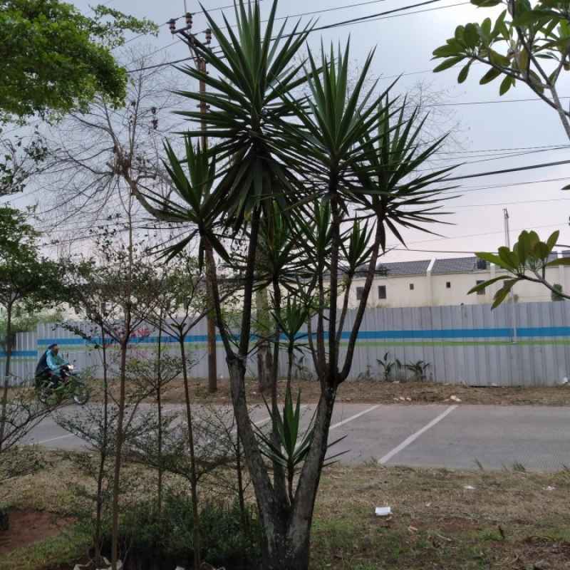 Jual pohon Yucca 081292127731