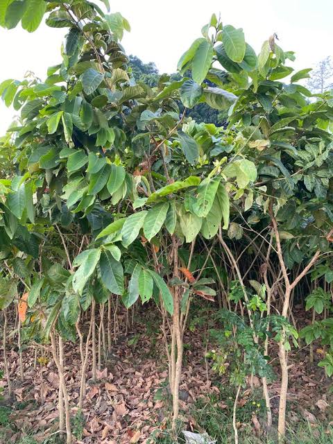 Jual pohon Bungur 081292127731