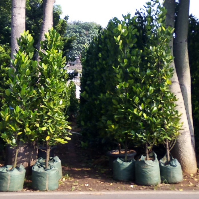 Jual pohon Garcinia 081292127731