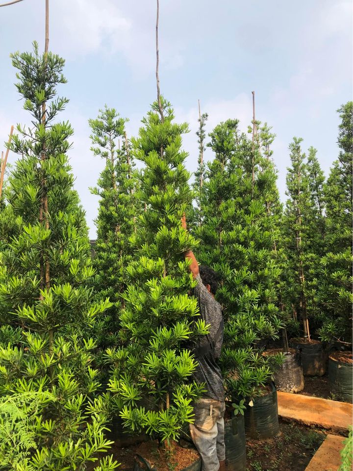 Jual pohon Lohansung 081292127731