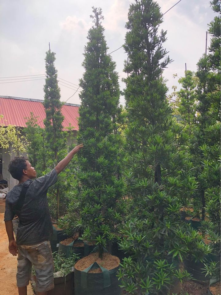 Jual pohon Lohansung 081292127731
