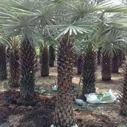 Jual pohon Palem copernicia 081292127731