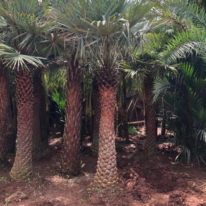 Jual pohon Palem copernicia 081292127731