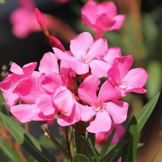 Oleander Oleander