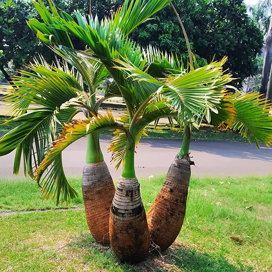 Pohon Palem Botol Pohon Palem Botol