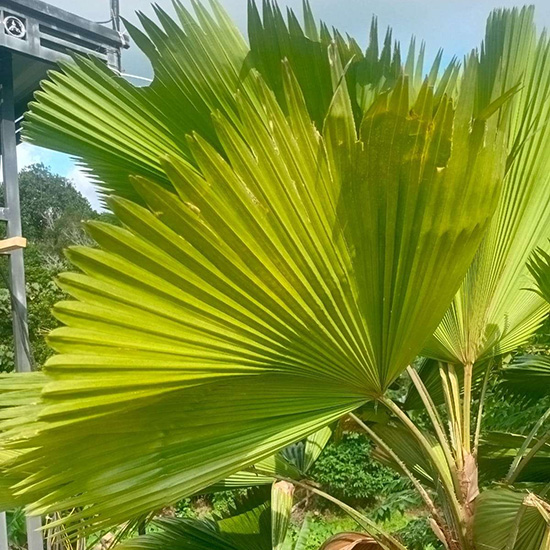 Pohon Palem Kipas Pohon Palem Kipas
