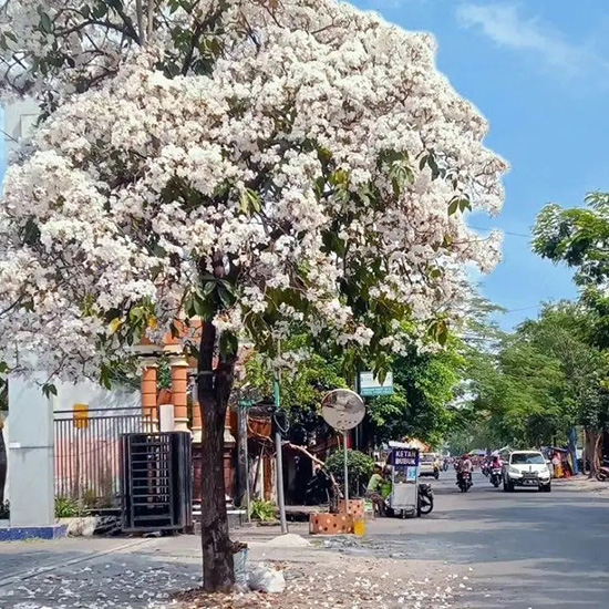 Pohon Tabebuya Pohon Tabebuya